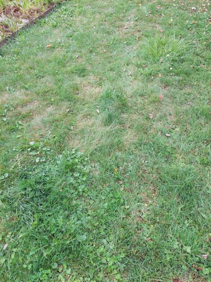 Predám podiely na pozemkoch Čadca - Horelica