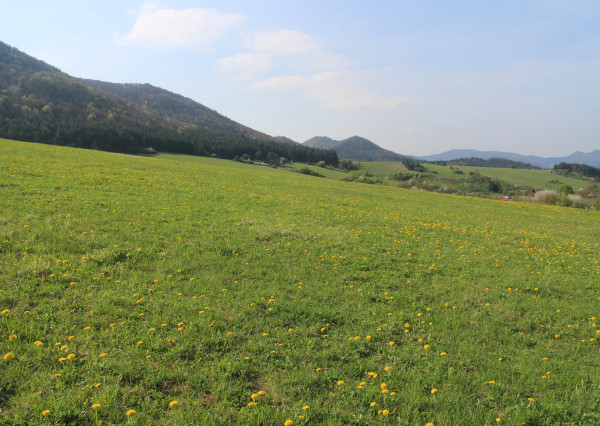 Predaj orná pôda Bodiná 3830 m2