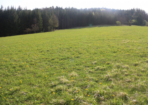 Predaj orná pôda Bodiná 3830 m2